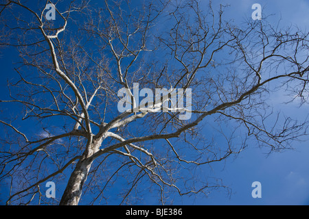 Zweige des Baumes auf blauem Himmel Hintergrund von unter niedrigem Winkel niemand im Early Spring City Park in Ohio USA US niemand horizontal Hi-res Stockfoto