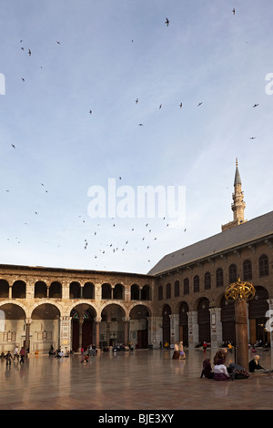 Damaskus Syrien der Innenhof in der Dämmerung mit Scharen von Swifts und dem Jesus Minarett in der Großen Umayyad Moschee Stockfoto