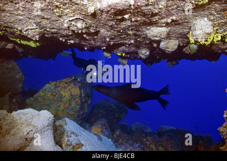 Eine Taucher glänzt ihre Fackel auf Galápagos Seelöwen in einer Unterwasserhöhle durch ein Riff im Galapagos-Archipel. Stockfoto