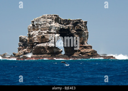 Ein Spinner-Delphin führt akrobatische Kunststücke vor der herrlichen Kulisse des Darwins Arch im Galapagos-Archipel. Stockfoto