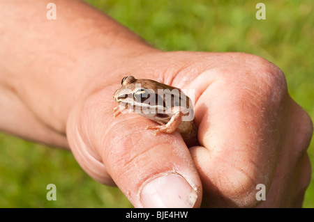 Der Holz-Frosch, Rana Sylvatica ist in ganz Nordamerika, aus den südlichen Appalachen in den borealen Wald gefunden. Hand in Hand. Stockfoto