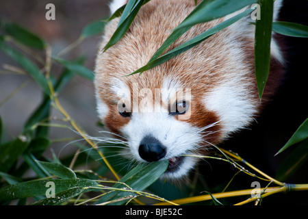 Porträt des roten Pandas am Washington Zoo, Washington D.C. USA Stockfoto