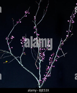 Ostredbud, Cornus florida Stockfoto