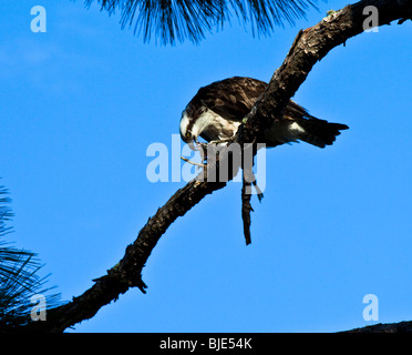 Fischadler Verzehr von Fisch, Honeymoon Island Stockfoto