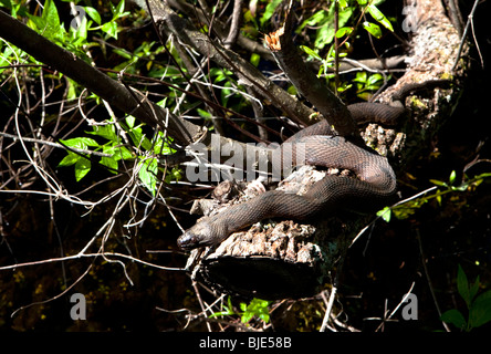 Florida gebändert Wasserschlange, Nerodia Fasciata Pictiventris, Lettuce Lake Park, Tampa Stockfoto