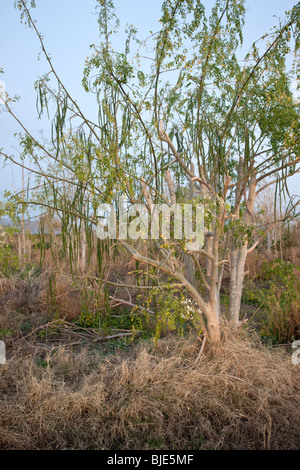 "Moringa Oleifera" Moringa Baum trägt Früchte Stockfoto