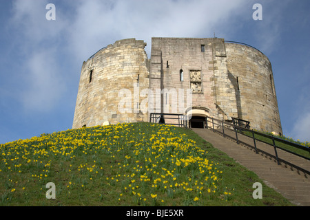 Narzissen decken die Banken von Clifford es Tower in York im Frühling, vor blauem Himmel mit weißen flauschigen Wolken Stockfoto