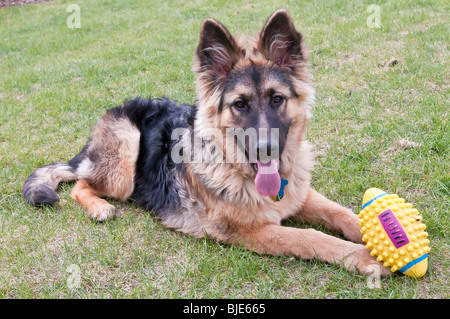 Deutscher Schäferhund, Canis Lupus Familiaris, langhaarige Welpen, 6,5 Monate alt Stockfoto