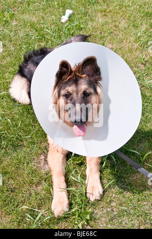 Deutscher Schäferhund, Canis Lupus Familiaris, tragen tierärztliche Kegel, elisabethanischen Kragen/Kegel, 8 Monate alt Stockfoto