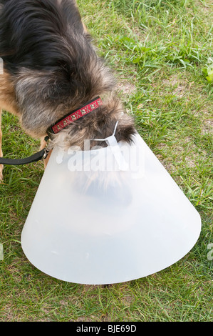Deutscher Schäferhund, Canis Lupus Familiaris, tragen tierärztliche Kegel, elisabethanischen Kragen/Kegel, 8 Monate alt Stockfoto