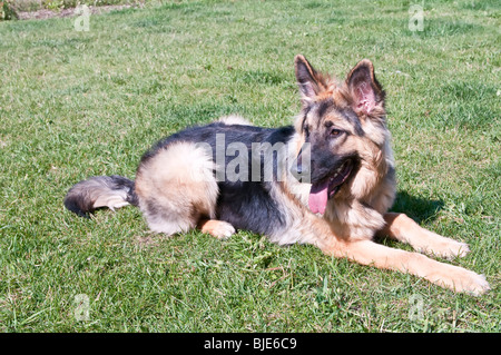 Deutscher Schäferhund, Canis Lupus Familiaris, langen Mantel, Langhaarig, 9 Monate alt Stockfoto
