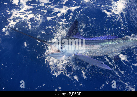 Schönen weißen Marlin echte Bill Fisch auf dem atlantischen Wasser Sportfischen Stockfoto