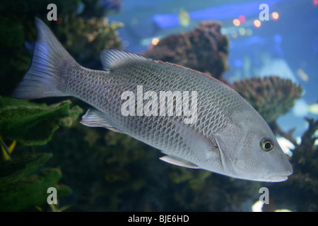 Schöne Snapper Salzwasserfische mit Graustufen schwimmen Stockfoto