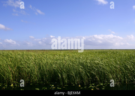 Blauer Himmel in Florida Everglades Wetlands Grünpflanzen Horizont, Natur Stockfoto