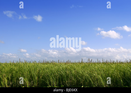 Blauer Himmel in Florida Everglades Wetlands Grünpflanzen Horizont, Natur Stockfoto