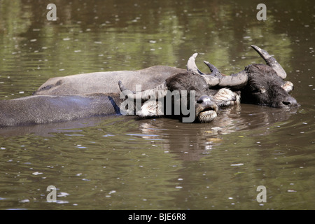 Wasserbüffel auf braunen See versinken Stockfoto