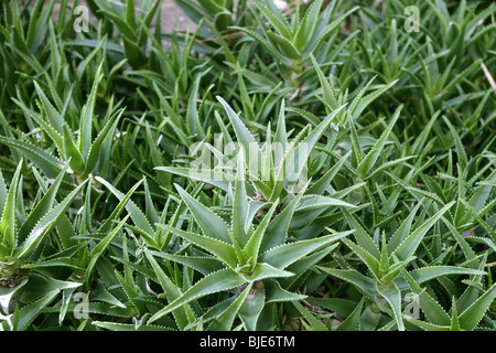 Aloevera Pflanzen gesunde Haut Schutz natürlicher Medizin, Gesundheitswesen Stockfoto