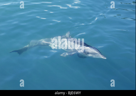 Clevere Delphinschwimmen in blau, Schwimmen im türkisblauen Wasser, Schönheit Stockfoto