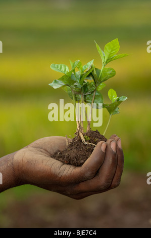 Afrikanische hält ein junger Bauer Kaffee Pflanzen in der Hand. Ruanda Stockfoto