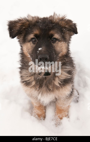 Deutscher Schäferhund langhaariger, lange beschichtet Welpe, neun 9 Wochen alt, sitzen im Schnee Stockfoto