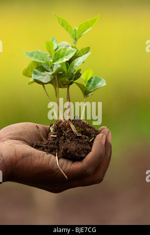 Afrikanische hält ein junger Bauer Kaffee Pflanzen in der Hand. Ruanda Stockfoto