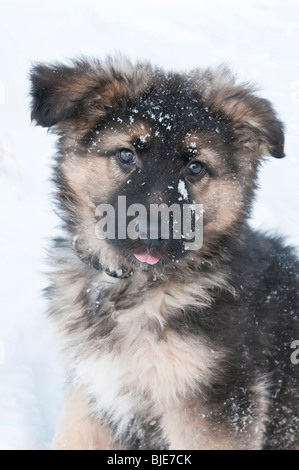 Deutscher Schäferhund langhaariger, lange beschichtet Welpe, neun 9 Wochen alt, sitzen im Schnee Stockfoto