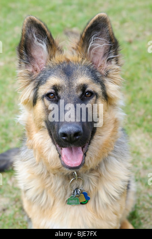 Deutscher Schäferhund, Canis Lupus Familiaris, langhaarige Welpen, 6,5 Monate alt Stockfoto