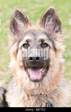 Deutscher Schäferhund, Canis Lupus Familiaris, langhaarige Welpen, 6,5 Monate alt Stockfoto