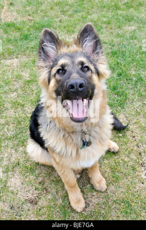 Deutscher Schäferhund, Canis Lupus Familiaris, langhaarige Welpen, 6,5 Monate alt Stockfoto