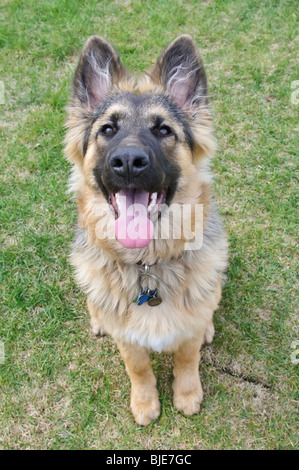 Deutscher Schäferhund, Canis Lupus Familiaris, langhaarige Welpen, 6,5 Monate alt Stockfoto