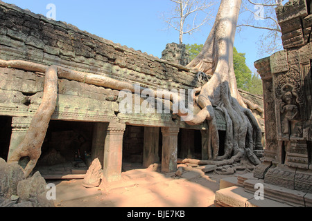 Ta Prohm Tempel in Angkor, Siem Reap, Camboda Stockfoto