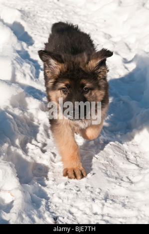 Deutscher Schäferhund Welpen, zehn 10 Wochen alt, läuft im Schnee Stockfoto