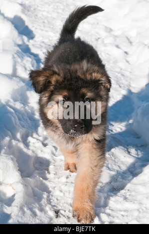 Deutscher Schäferhund Welpen, zehn 10 Wochen alt, Wandern im Schnee Stockfoto