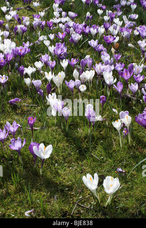 Weiße und Violette Krokusse in der St. Pauls Kirche in Jarrow, South Tyneside, England, UK Stockfoto