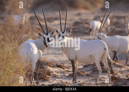 Israel, Aravah Wüste, A Herde von Arabische weiße Oryx (Oryx Leucoryx). Stockfoto