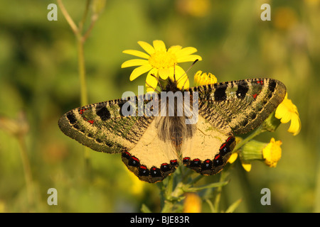 Falsche Apollo (Archon Apollinus) Schmetterling gehört zur Unterfamilie Parnassinae. Exemplar aus Israel Januar 2010 Stockfoto