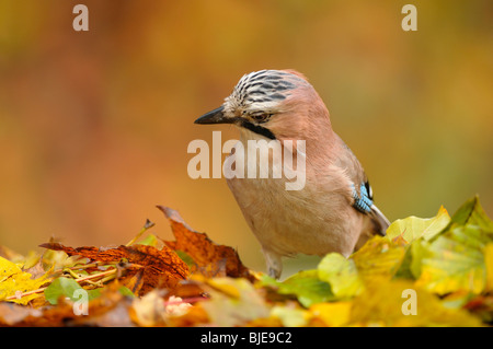 Eichelhäher (Garrulus Glandarius) unter Herbst Nahrungssuche verlässt. Stockfoto