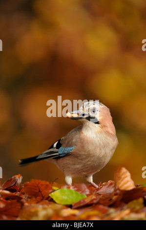 Eichelhäher (Garrulus Glandarius) tragen zwei Erdnüsse im Schnabel auf dem Boden unter Herbst Blätter. Stockfoto