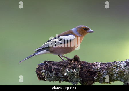Männliche Buchfink in Zucht Gefieder thront auf Zweig. Stockfoto