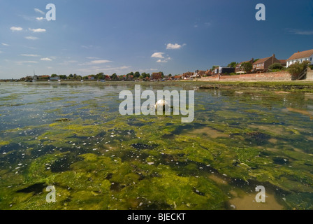 Emsworth Hafen an einem schönen Tag mit der Flut, enthüllt die alten Austernbänke entlang der Küstenlinie, mit Booten verankert Stockfoto