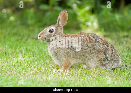 Östlichen Cottontail (Sylvilagus Floridanus) auf dem Rasen. Stockfoto