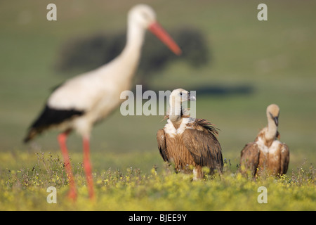 Europäische Weißstorch (Ciconia Ciconia) und zwei Gänsegeier, eurasische Gänsegeier (abgeschottet Fulvus) auf einer Wiese. Stockfoto