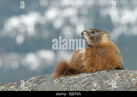 Bauche Marmot, Rock Chuck (Marmota Flaviventris) auf einem Felsen. Stockfoto