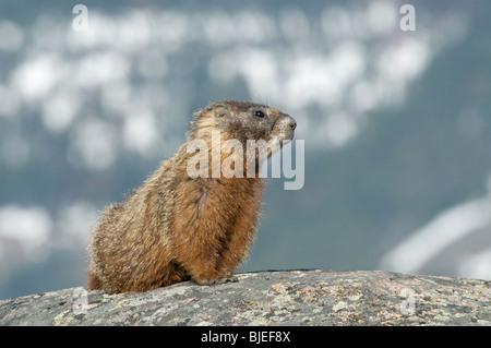 Bauche Marmot, Rock Chuck (Marmota Flaviventris) auf einem Felsen. Stockfoto