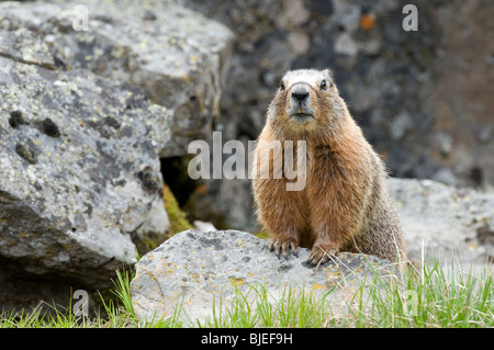 Bauche Marmot, Rock Chuck (Marmota Flaviventris) auf einem Felsen. Stockfoto