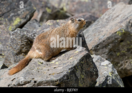 Bauche Marmot, Rock Chuck (Marmota Flaviventris) auf einem Felsen. Stockfoto