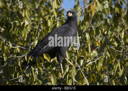 Große Black Hawk (Buteogallus Urubitinga) am Baum, Pantanal, Mato Grosso, Brasilien Stockfoto