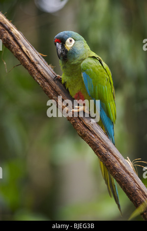 Golden-Kragen Macaw (Primolius Auricollis), Foz do Iguaçu, Brasilien, Seitenansicht Stockfoto