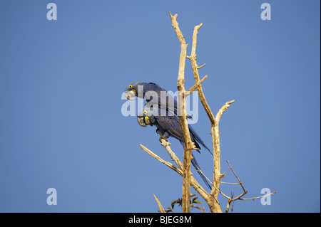 Zwei Hyazinth-Aras (Anodorhynchus Hyacinthinus) auf Ast, Pantanal, Mato Grosso, Brasilien, Seitenansicht Stockfoto