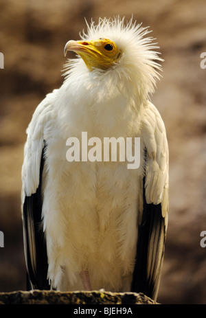 Schmutzgeier (Neophron Percnopterus), niedrige Winkel Ansicht, close-up Stockfoto